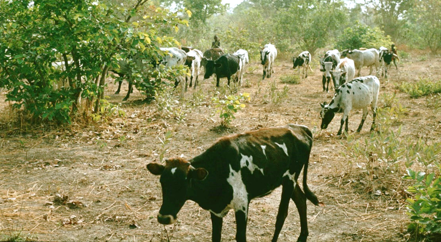 

Halbnomadische Peulh in Togo und ihre Rinder dringen durch
Transhumanz in die Felder ansässiger Kleinbauern ein 
